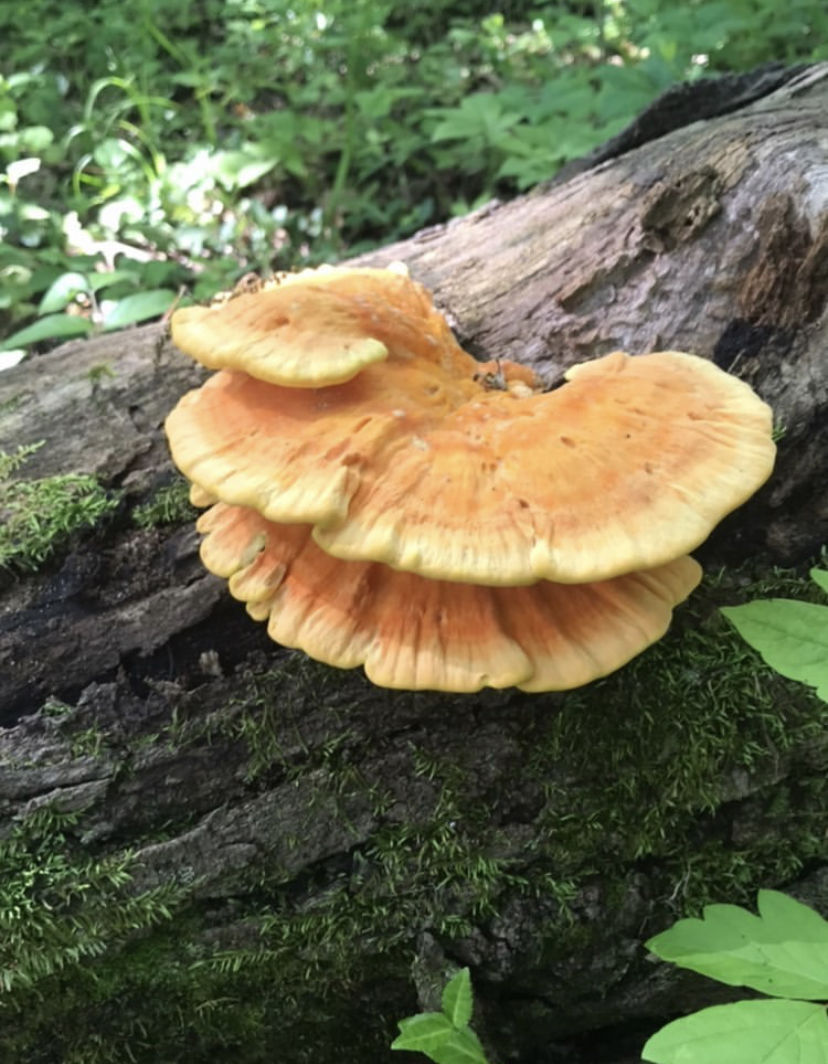 Chicken of the Woods.jpg